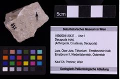 Foto (Objekt + Etiketten) von Decapoda indet. (NHMW-GEO-1990-0041-0437)